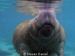 Manatee in Crystal River.Florida on a 35 degree morning by Steven Daniel 